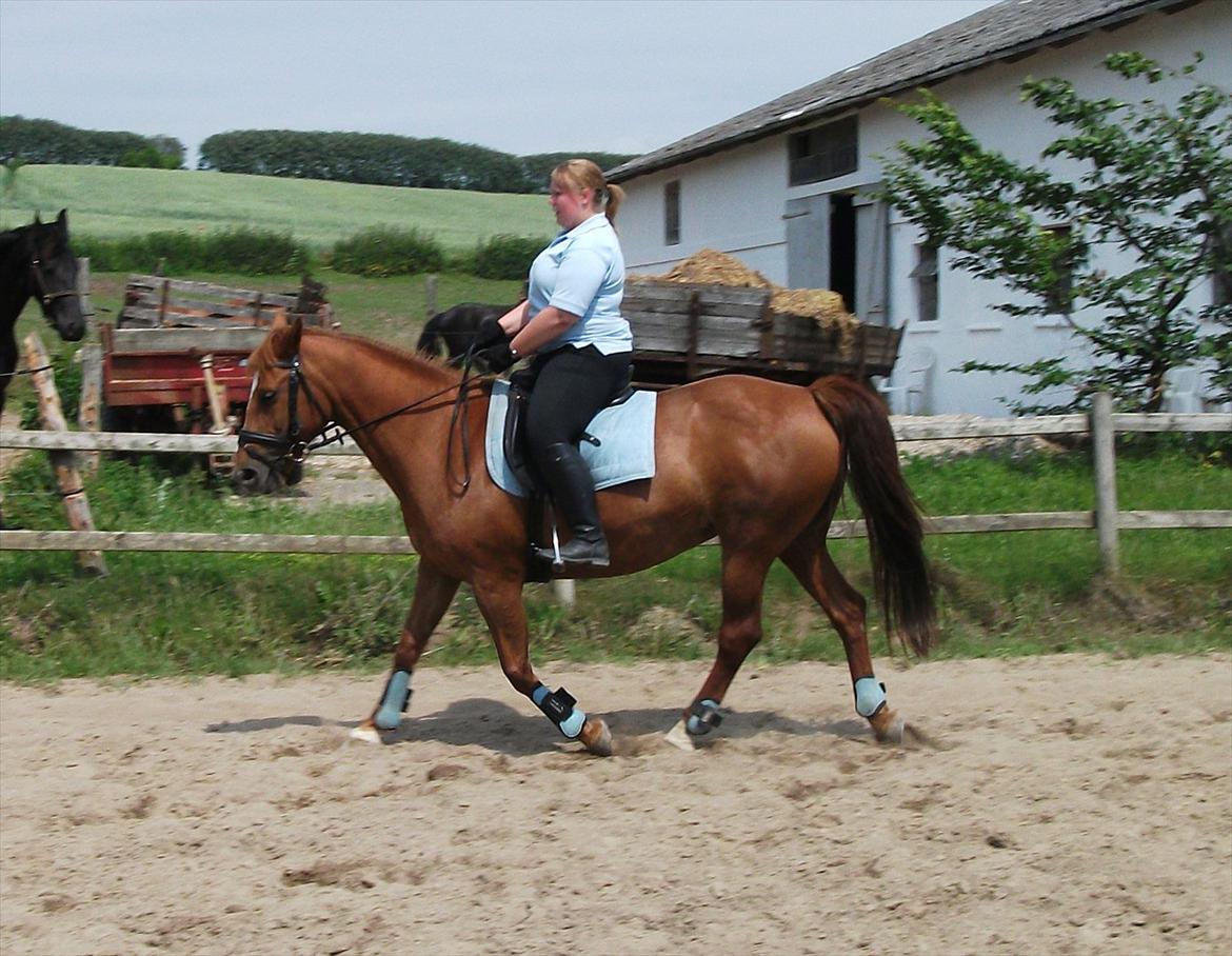 Anden særlig race Bolette <3 (solgt) - sommer 2011. Trav, hvor hun er begyndt og ligge rigtig fint. billede 7