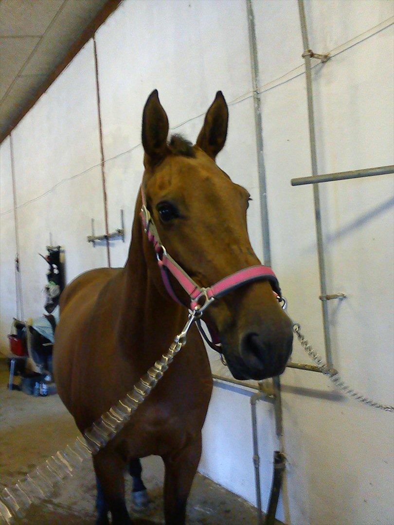 Dansk Varmblod Qvinni billede 9