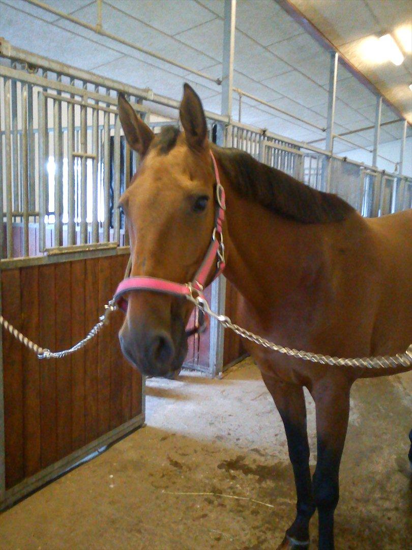 Dansk Varmblod Qvinni billede 10