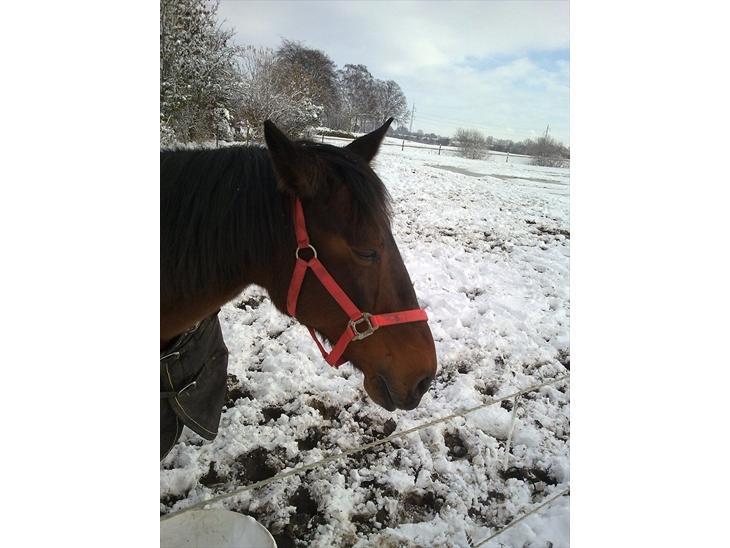 {{currentPhoto.altText}} billede {{currentPhoto.number}}