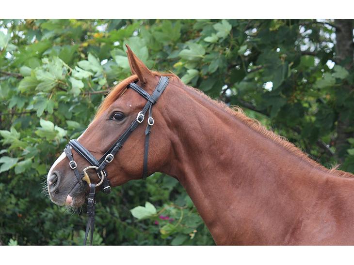 {{currentPhoto.altText}} billede {{currentPhoto.number}}