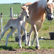 Tyroler Haflinger Himalaya af Hestehaven