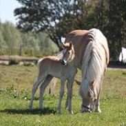 Tyroler Haflinger Himalaya af Hestehaven
