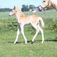 Tyroler Haflinger Himalaya af Hestehaven
