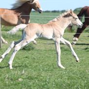 Tyroler Haflinger Himalaya af Hestehaven