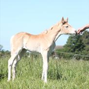 Tyroler Haflinger Himalaya af Hestehaven