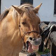 Anden særlig race Emma Merci (Min prinsesse) mit et & alt<3