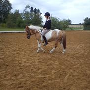 Anden særlig race Charlie