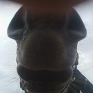 Anden særlig race Charlie