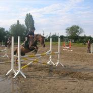 Welsh Partbred (Sec F) Verdis Evita  *solgt*