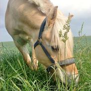 Fjordhest Silver