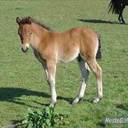 New Forest Cappuccino