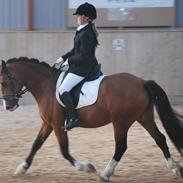 Welsh Cob (sec D) Mailunds Sir Hopkins