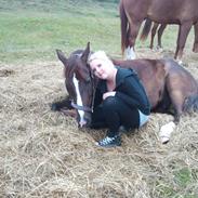 Anden særlig race Charlie