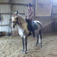 DSP Møllegårdens Caponi