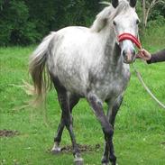 DSP Møllegårdens Caponi