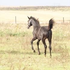 Dansk Varmblod Winther