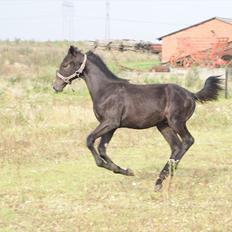 Dansk Varmblod Winther