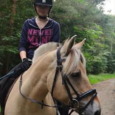 Fjordhest Bredekærgårds Tea R.I.P