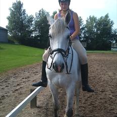 Hollandsk Varmblod Sandro boy!<3