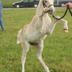 Haflinger Gandrupgårds Hope