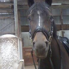 New Forest HAMBORGS EXPRESS