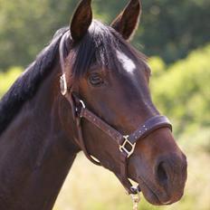 Dansk Varmblod Don Dancer