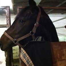 Dansk Varmblod Don Dancer