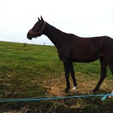 Dansk Varmblod Don Dancer