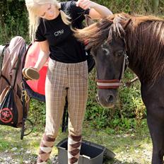 Islænder Væna fra Højmarken