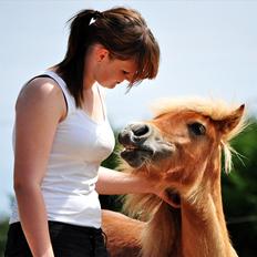 Shetlænder | Skovly's Balou