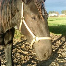 Oldenborg Odin
