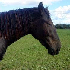 Oldenborg Odin