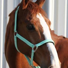 Dansk Varmblod Atlet