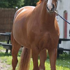 Dansk Varmblod Atlet