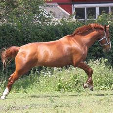 Dansk Varmblod Atlet