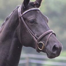 Trakehner Olympia Iwe