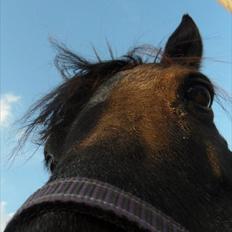 Shetlænder Claus † RIP † 10/9-11:(