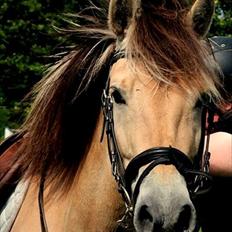 Fjordhest Estrid ~ Min drømmepony<3