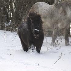 Shetlænder *Frodo R.I.P*