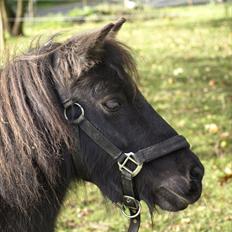 Shetlænder *Frodo R.I.P*