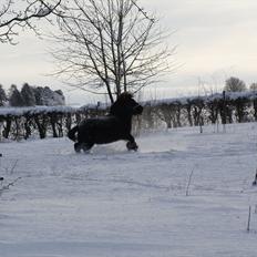 Shetlænder *Frodo R.I.P*