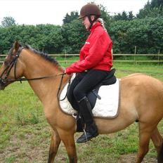 Anden særlig race Cheval Le Anton