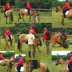 Anden særlig race Cheval Le Anton