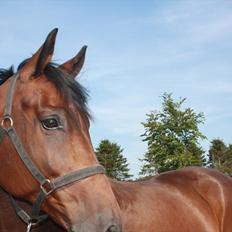 Dansk Varmblod Atterupgaards Livingstone  Aflivet