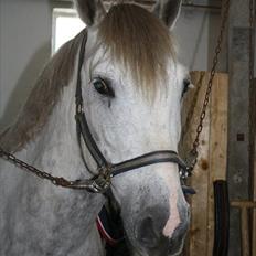 Anden særlig race Rahkan (Tidligere part)