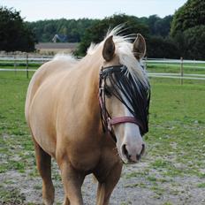 Palomino Yabadoo