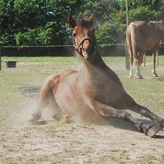 DSP Smedestedet's Kiwi.<3 Elsker dig stadig!<3