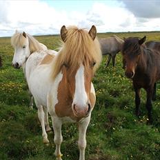 Islænder Sýn frá Ketilsstöðum