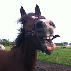 New Forest Holmens Rebus